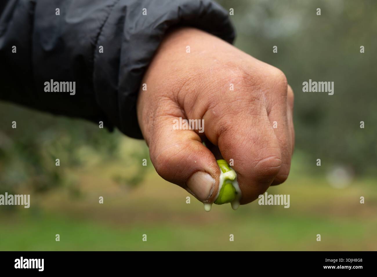 Agronomo che sprema un'oliva fresca per valutare la maturazione e la resa dell'olio extra vergine di oliva. Foto Stock