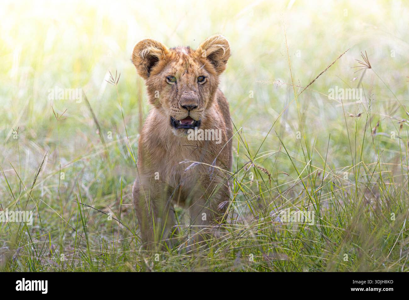 Veduta di un giovane cucciolo di leone con una criniera dorata in mezzo a erba verde alta, i suoi occhi brillanti di curiosità, Masa Mara, Kenya. Foto Stock
