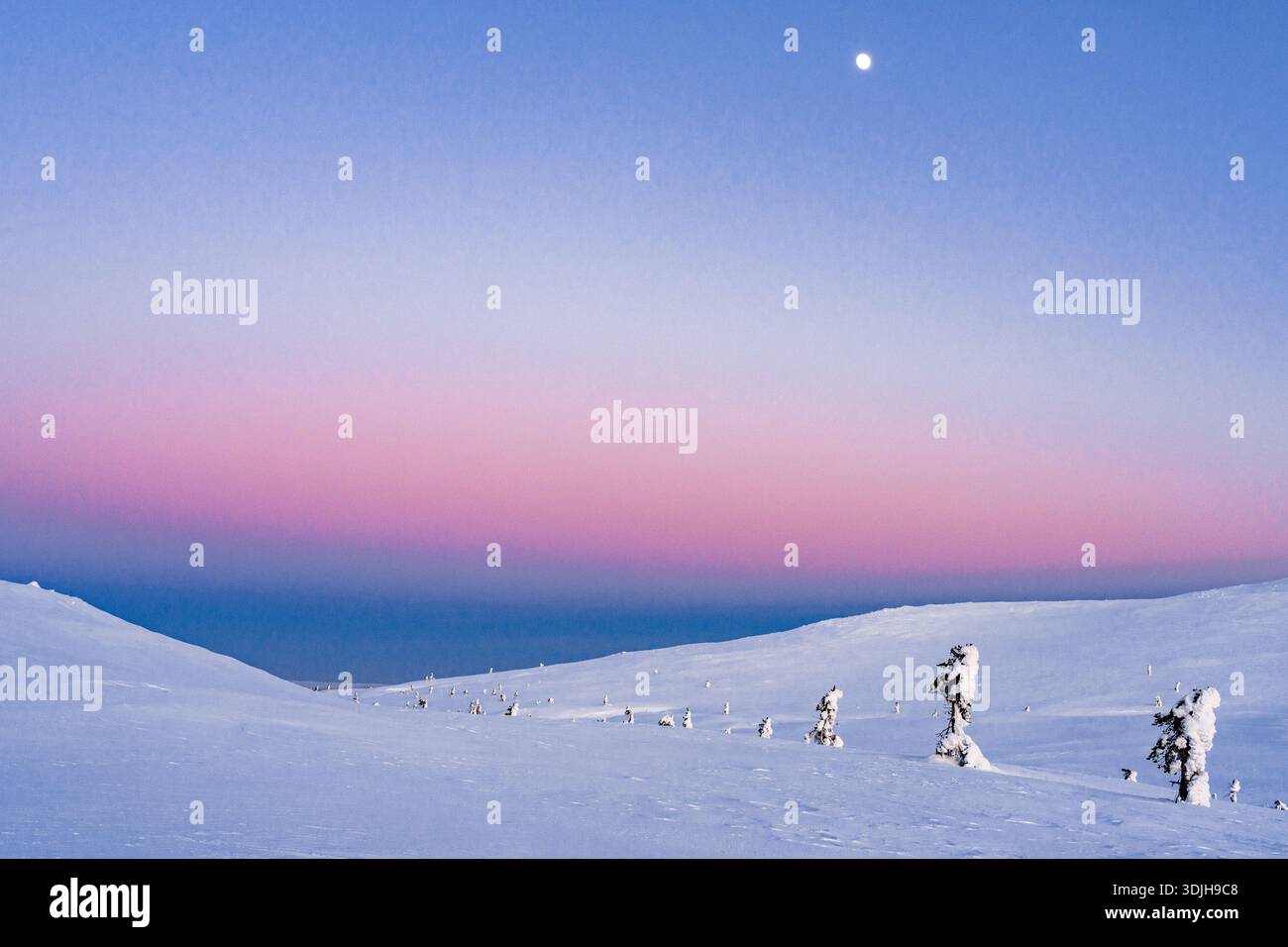 Vista di un tranquillo e innevato paesaggio sotto un cielo in pendenza di blu e rosa, con alberi disseminati di neve che si ergono all'orizzonte, Pallastuntu Foto Stock
