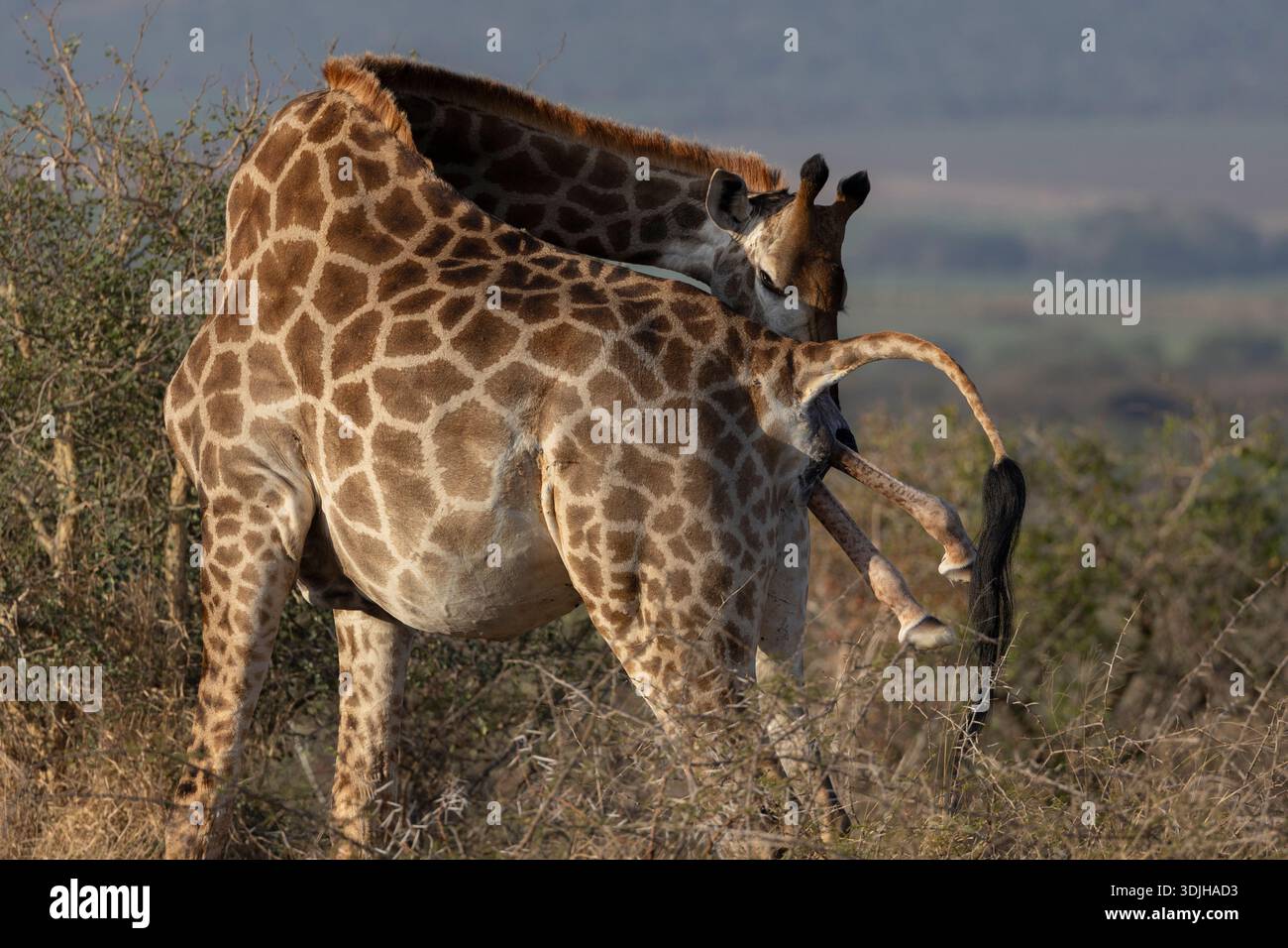 Giraffa (Giraffa camelopardalis) che dà alla luce, riserva di caccia Zimanga, Sudafrica Foto Stock