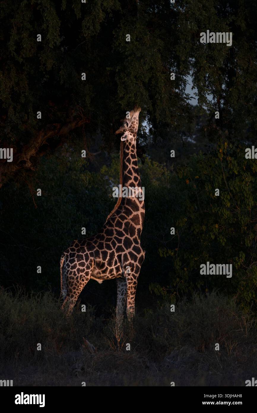 Alimentazione delle giraffe (Giraffa camelopardalis), riserva di selvaggina Mashatu, Botswana Foto Stock