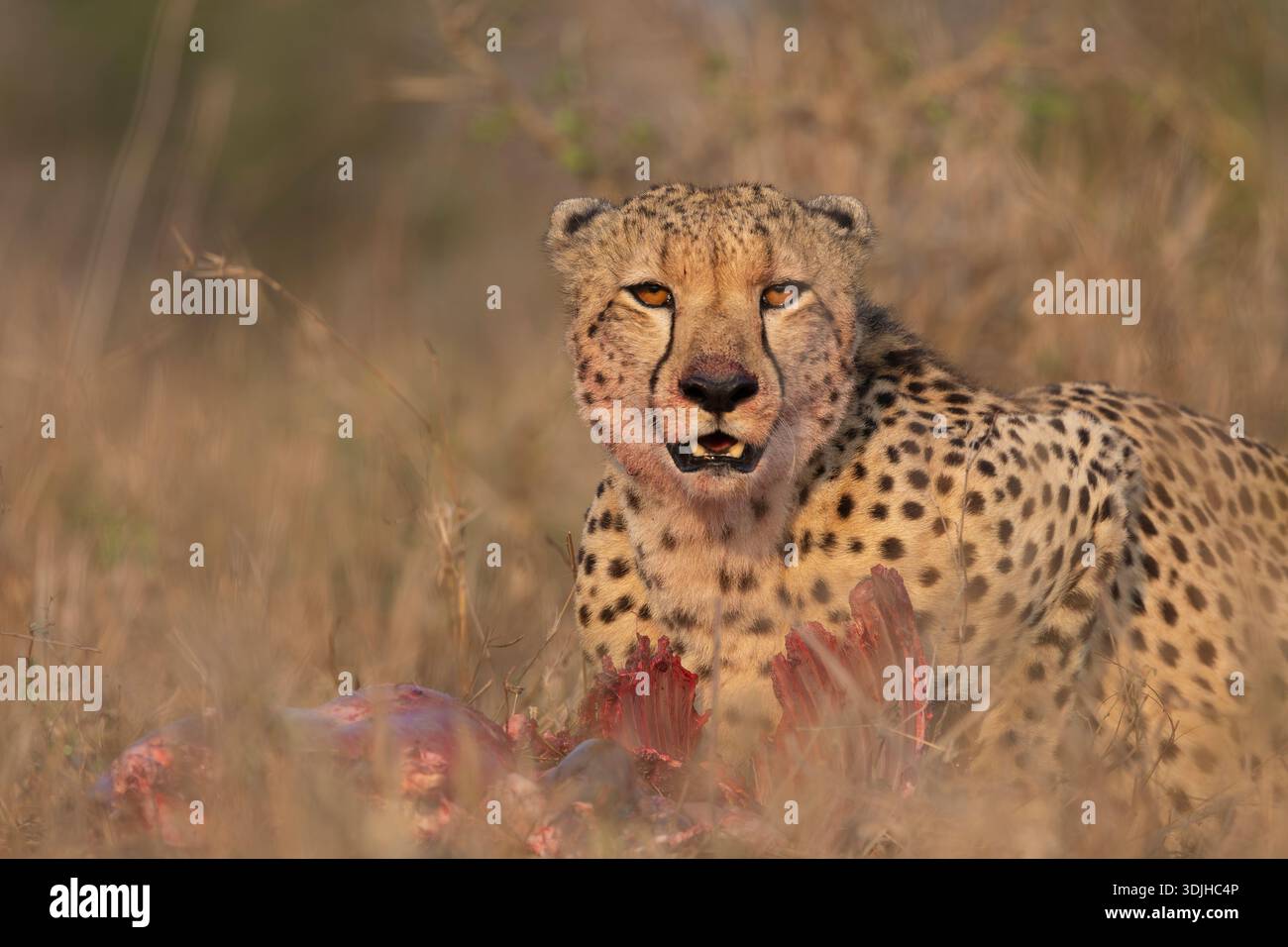 Cheetah (Acinonyx jubatus) su Kill, riserva di caccia privata Zimanga, KwaZulu-Natal, Sudafrica Foto Stock