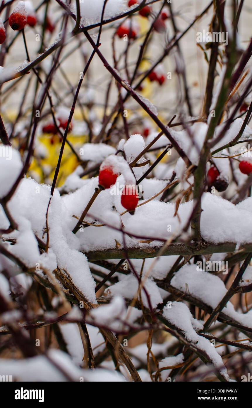 Rosa invernale: Bacche rosse sui rami innevati, delizia stagionale Foto Stock