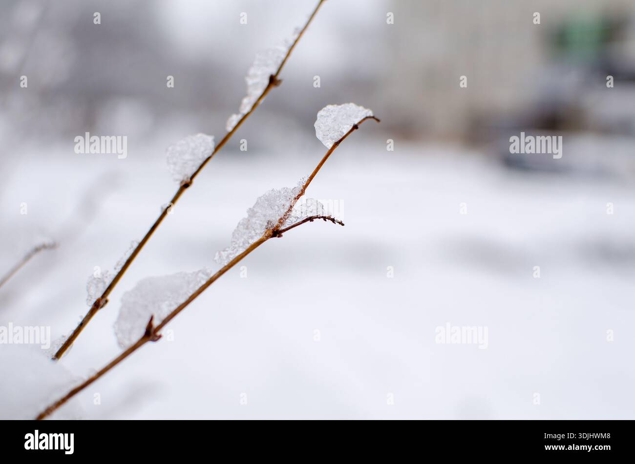 I rami baciano la neve invernale, la bellezza eterea nel tempo tranquillo della natura Foto Stock