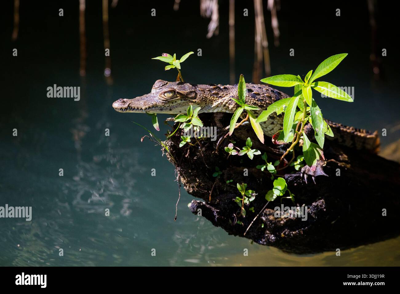 Un giovane coccodrillo americano, Crocodylus acutus, su un tronco in una delle braccia del lago Gatun, provincia del Colon, Repubblica di Panama, America centrale. Foto Stock