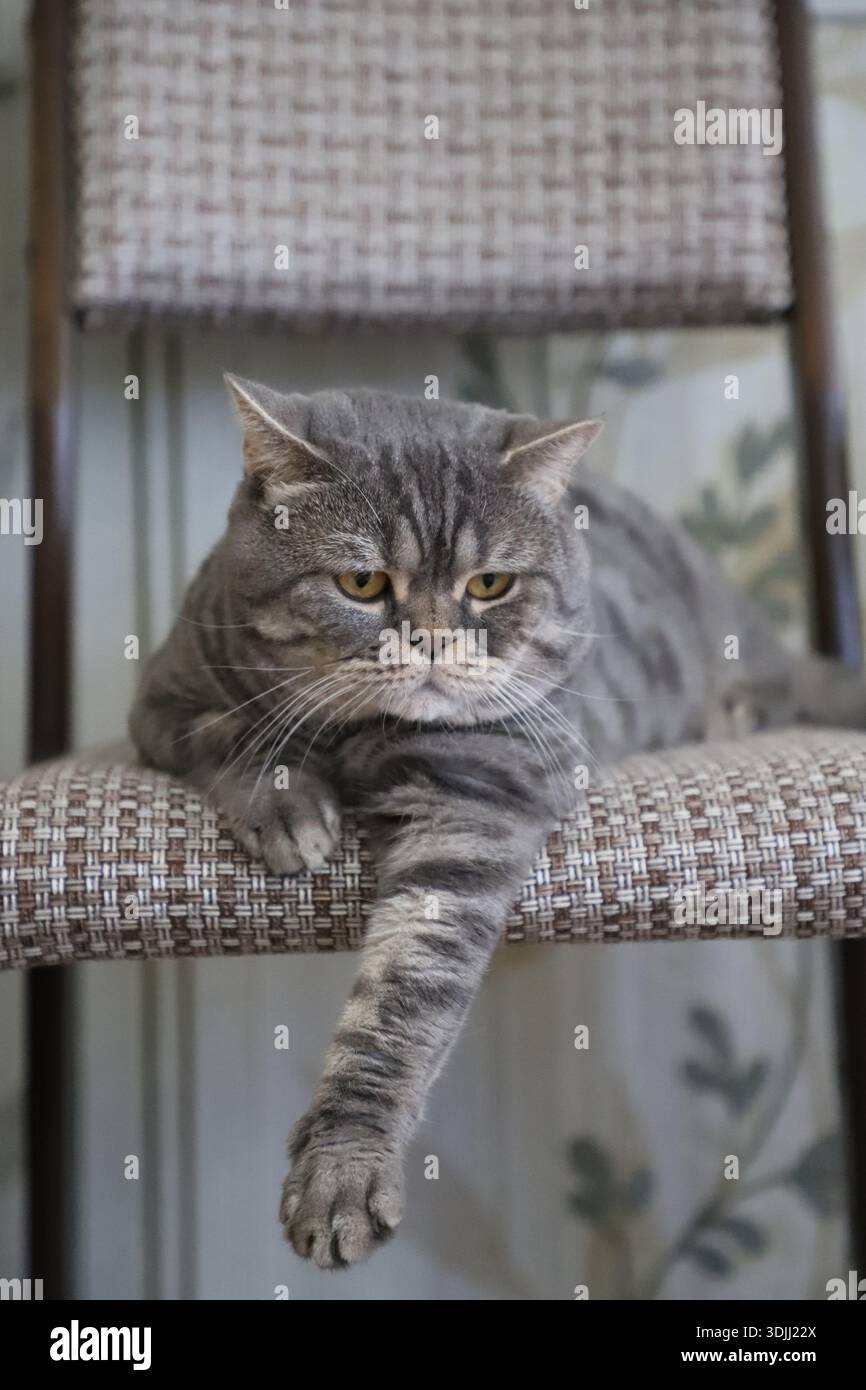 Il gatto Shorthair britannico grigio è seduto su una sedia. Foto Stock