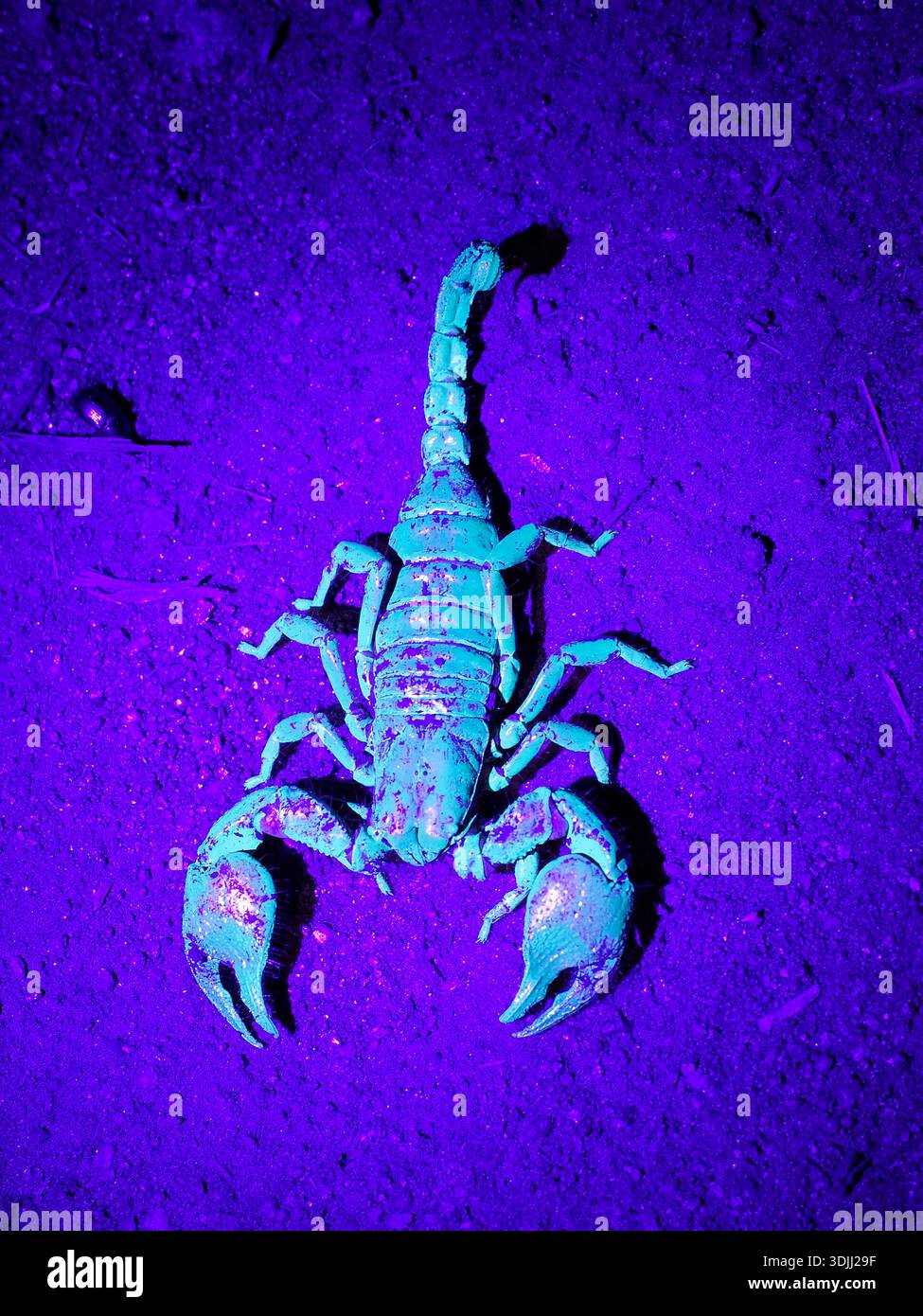 Scorpione africano illuminato con luce ultravioletta, Kenya, marzo Foto Stock
