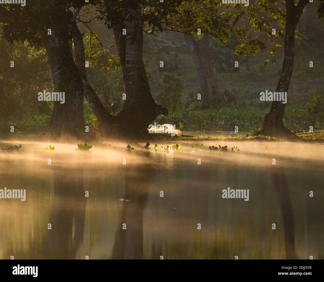Luce del sole e nebbia al mattino presto sul Rio Chagres, parco nazionale di Soberania, Repubblica di Panama, America centrale. Foto Stock