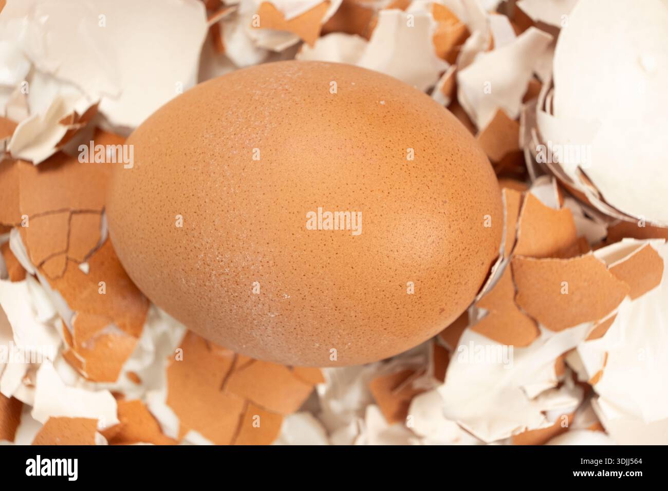 Uovo bollito marrone su pezzi di guscio d'uovo sparsi Foto Stock