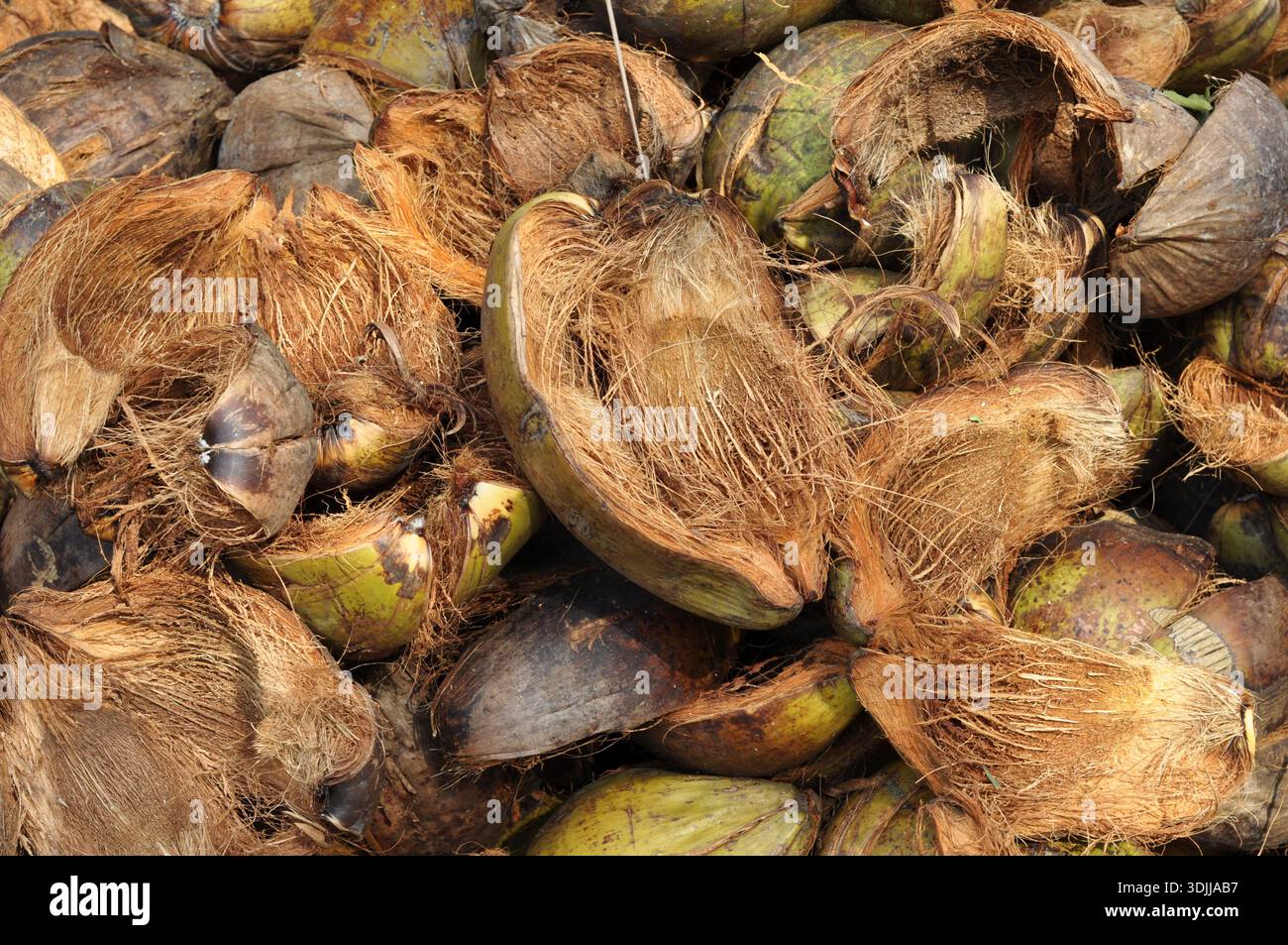 Mucche di cocco essiccate e conchiglie per sfondo naturale Foto Stock