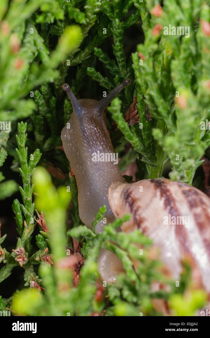 Macro primo piano della lumaca di cioccolato (Eobania vermiculata) nel giardino, il Cairo, Egitto Foto Stock