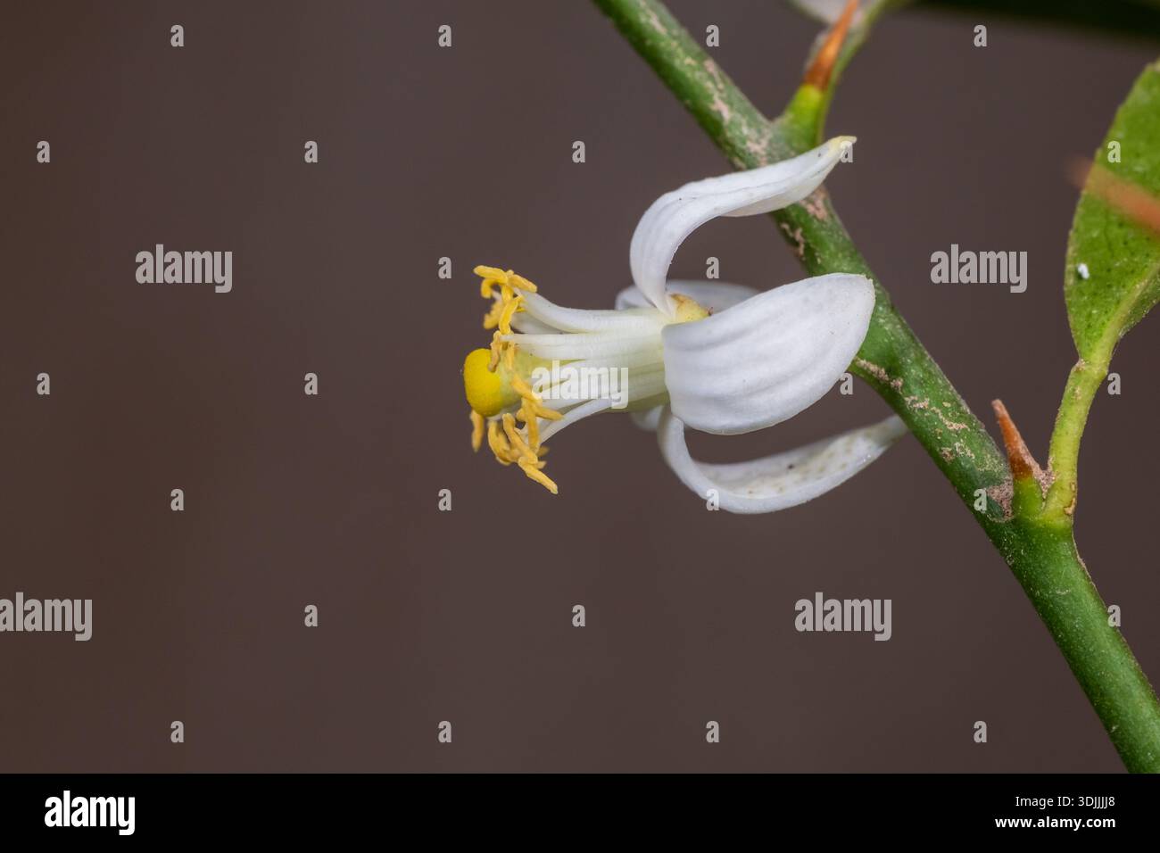 Lime egiziano (Citrus aurantiifolia) fiore bianco primo piano, Cairo, Egitto Foto Stock