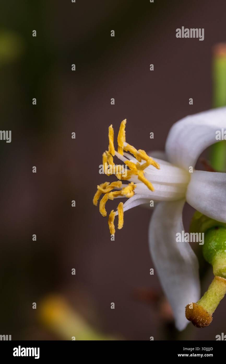 Lime egiziano (Citrus aurantiifolia) fiore bianco primo piano, Cairo, Egitto Foto Stock