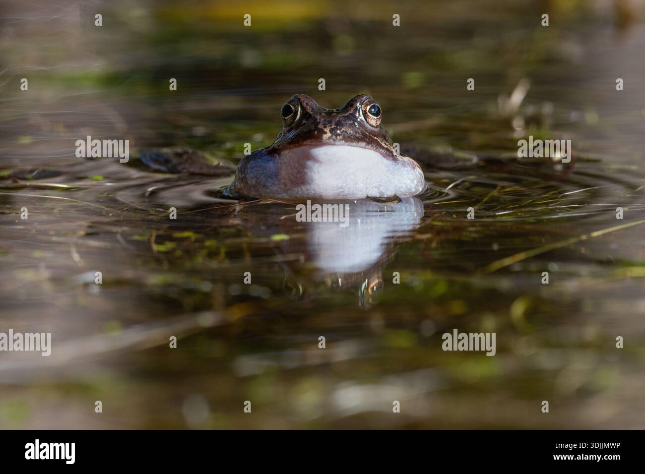 Una rana comune (Rana temporaria) che chiede un compagno con guance piene d'aria, sulla superficie d'acqua di uno stagno, Kildary, Ross-shire, North East Highlands Foto Stock