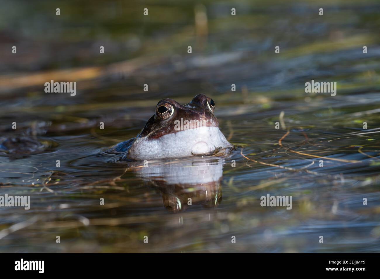 Una rana comune (Rana temporaria) che chiede un compagno con guance piene d'aria, sulla superficie d'acqua di uno stagno, Kildary, Ross-shire, North East Highlands Foto Stock