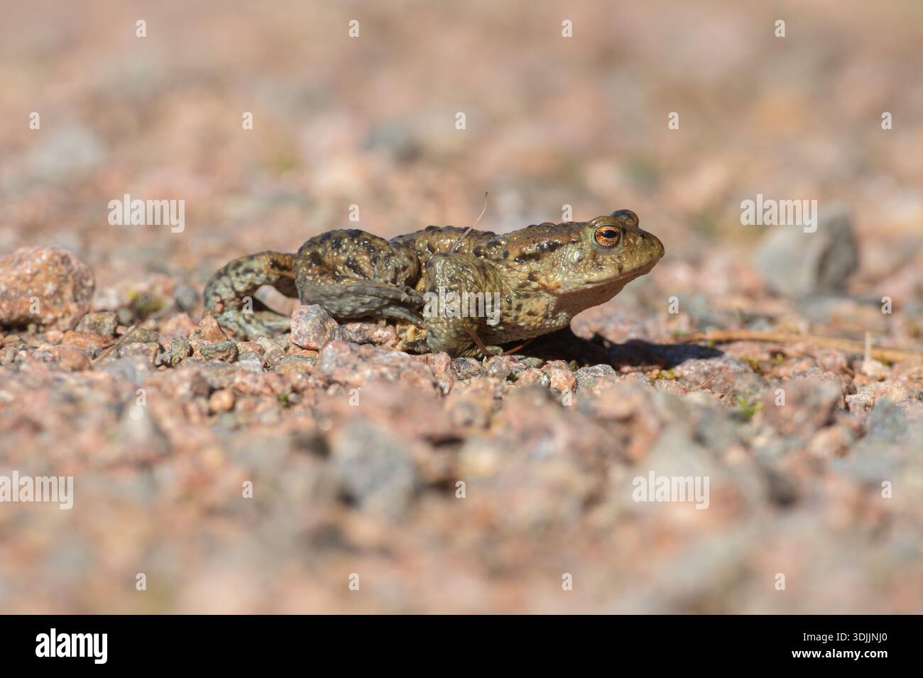 Un maschio di rospo comune (Bufo bufo) che cammina fino al loro laghetto di nascita per riprodursi e accoppiarsi. Strathrory, Sutherland, North East Highlands della Scozia Foto Stock