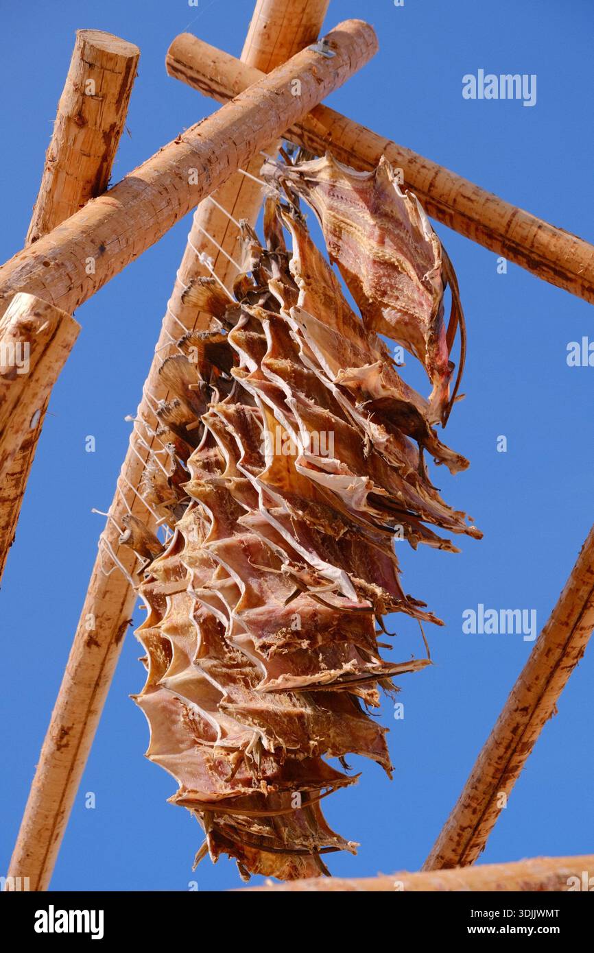 Stoccafisso appeso su rack di essiccazione in legno, tradizionale processo di essiccazione del merluzzo bianco scandinavo all'aperto. Foto Stock