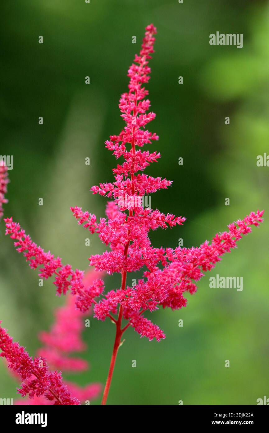 Astilbe Glut, perenne con pennacchi di fiori rosa scuro in estate. Chiamato anche Astilbe Glow. Foto Stock