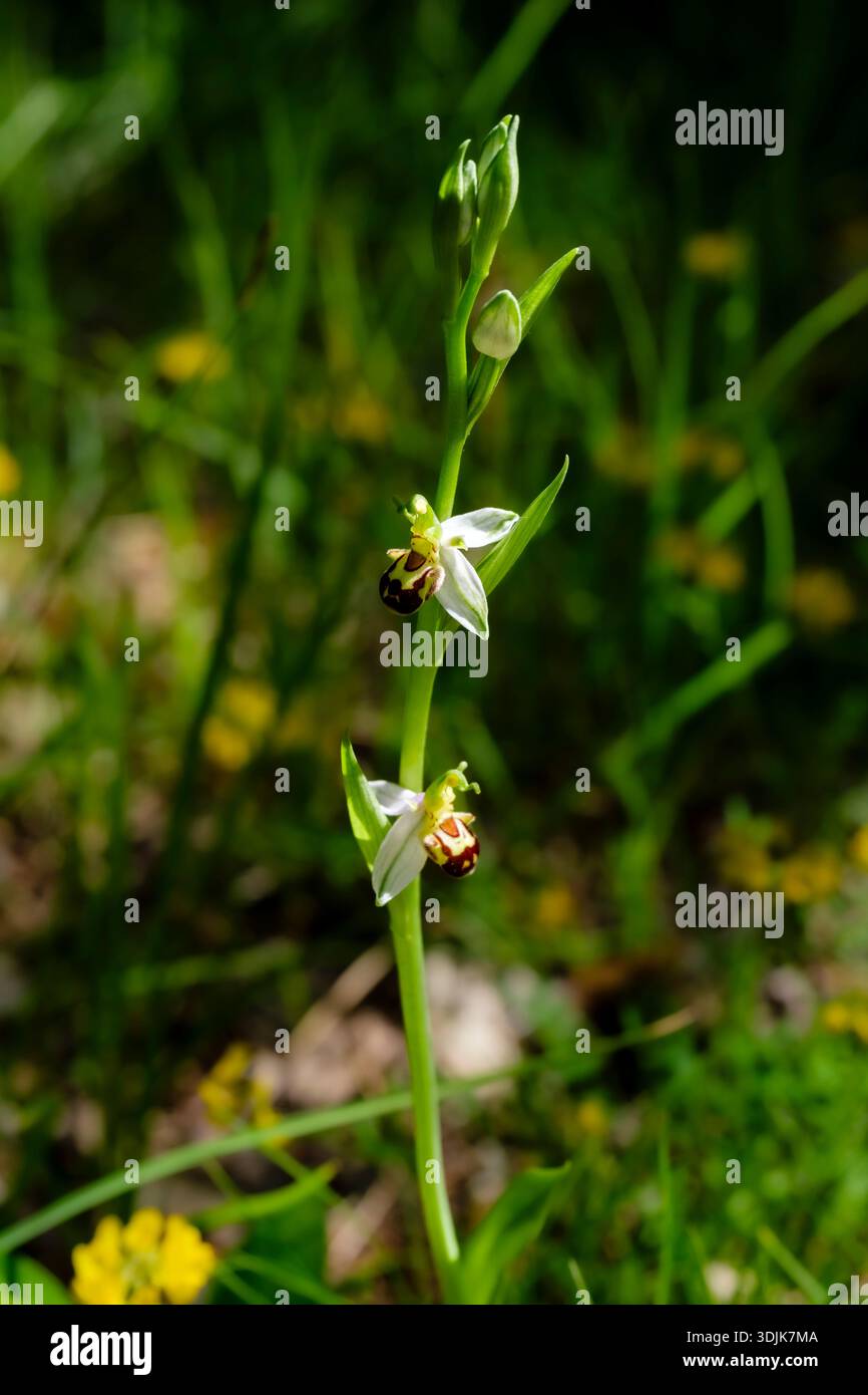 Orchidea di api, Ophrys apifera, su un prato vicino a Boljun. Vegetazione verde sfocata e luce solare in lontananza. Foto Stock