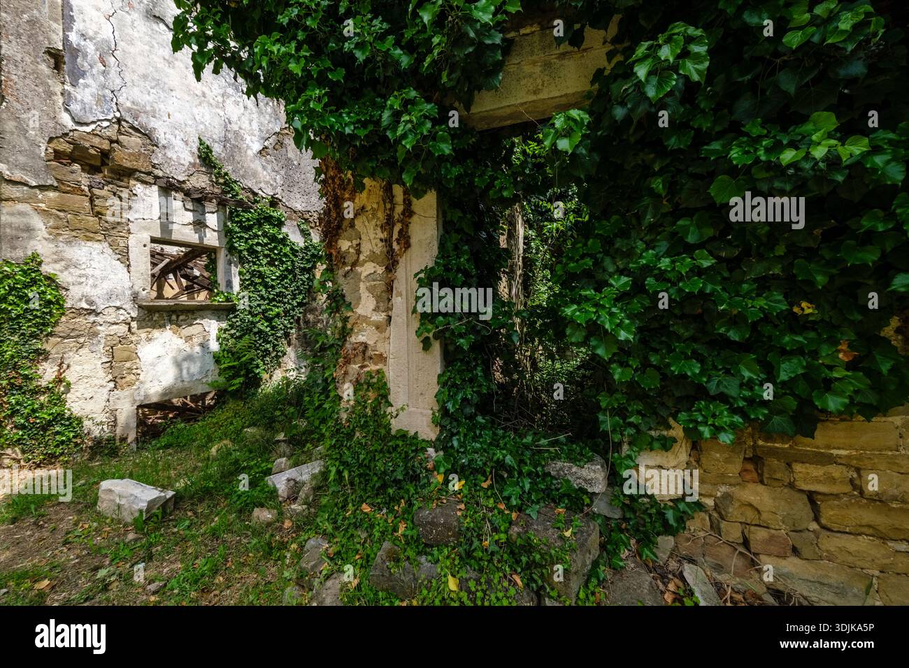 Interni illuminati dal sole di una rovina medievale in pietra a Završje, con aperture delle finestre e pareti coperte di edera verde e piante striscianti. Foto Stock