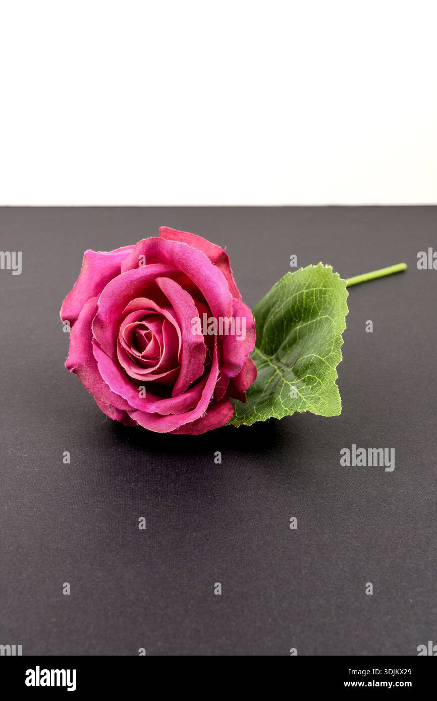 Rosa singola su una superficie scura con spazio di copia. Romantiche nature morte minimali per amore, bellezza e temi celebrativi. Foto Stock