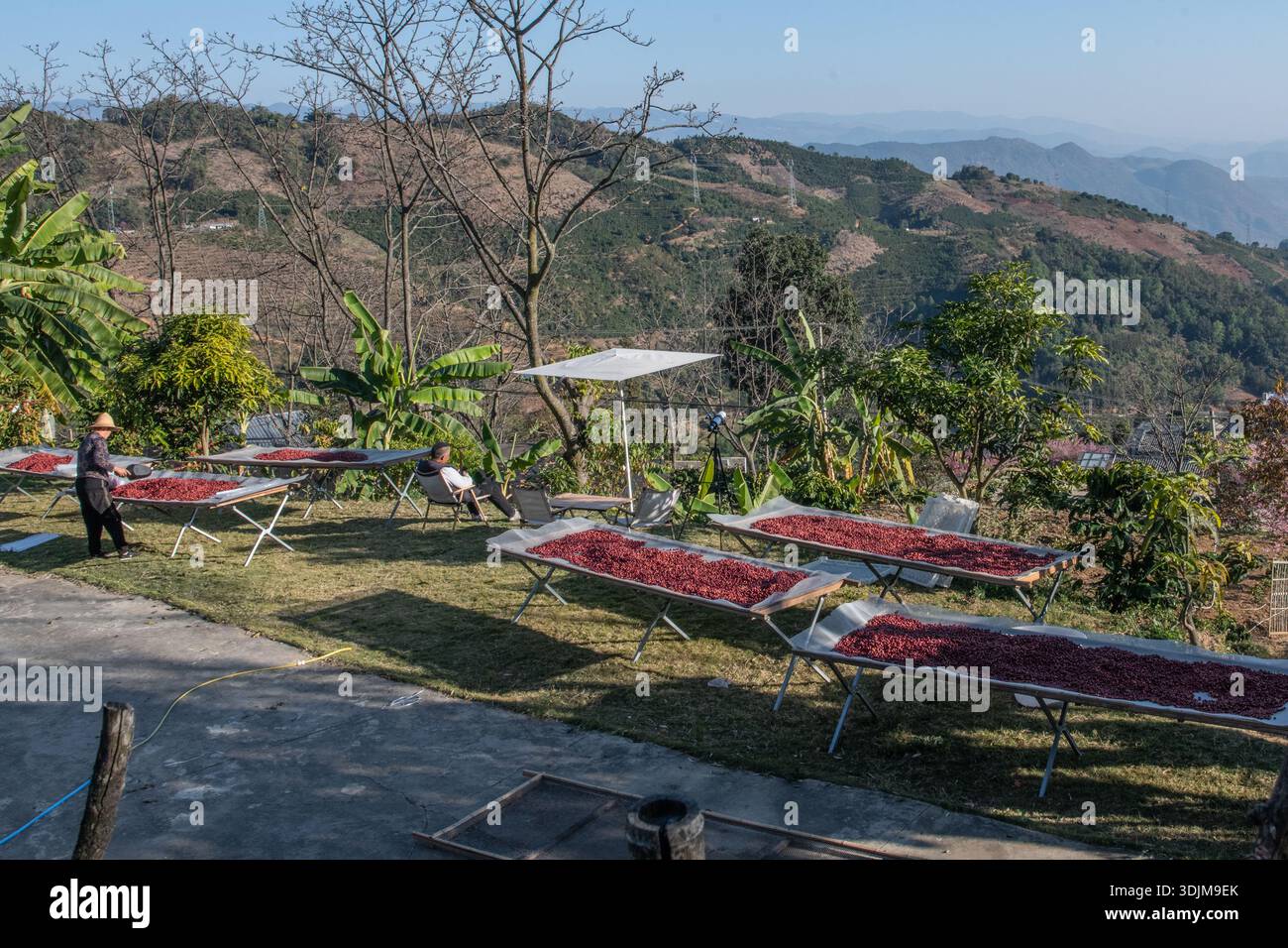 A Baihualing, nello Yunnan occidentale, le bacche di caffè rosso cinese vengono essiccate al sole sui vassoi. Foto Stock