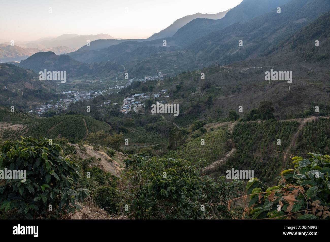 Baihualing rurale, file di piante di caffè che crescono sulle colline in un ambiente agricolo in una piantagione di caffè nello Yunnan, nella Cina occidentale. Foto Stock