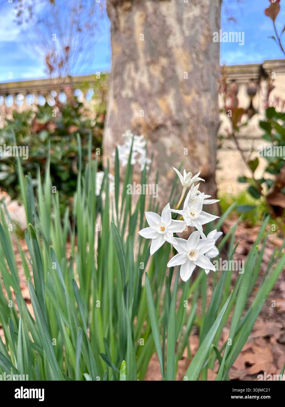 I fiori di Primavera Bianca fioriscono in giardino - Immagine stock catturata con smartphone