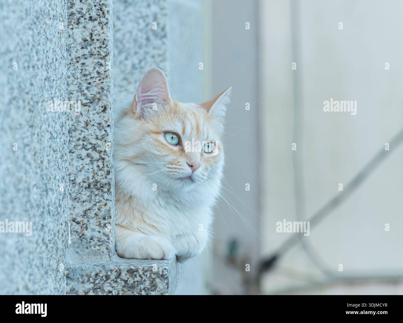 Primo piano di un gatto domestico dello zenzero con occhi verdi che sbirciano da dietro un muro di pietra di granito in luce naturale Foto Stock