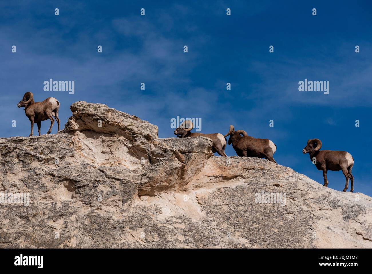 Branco di grandi pecore di corno sul bordo Foto Stock