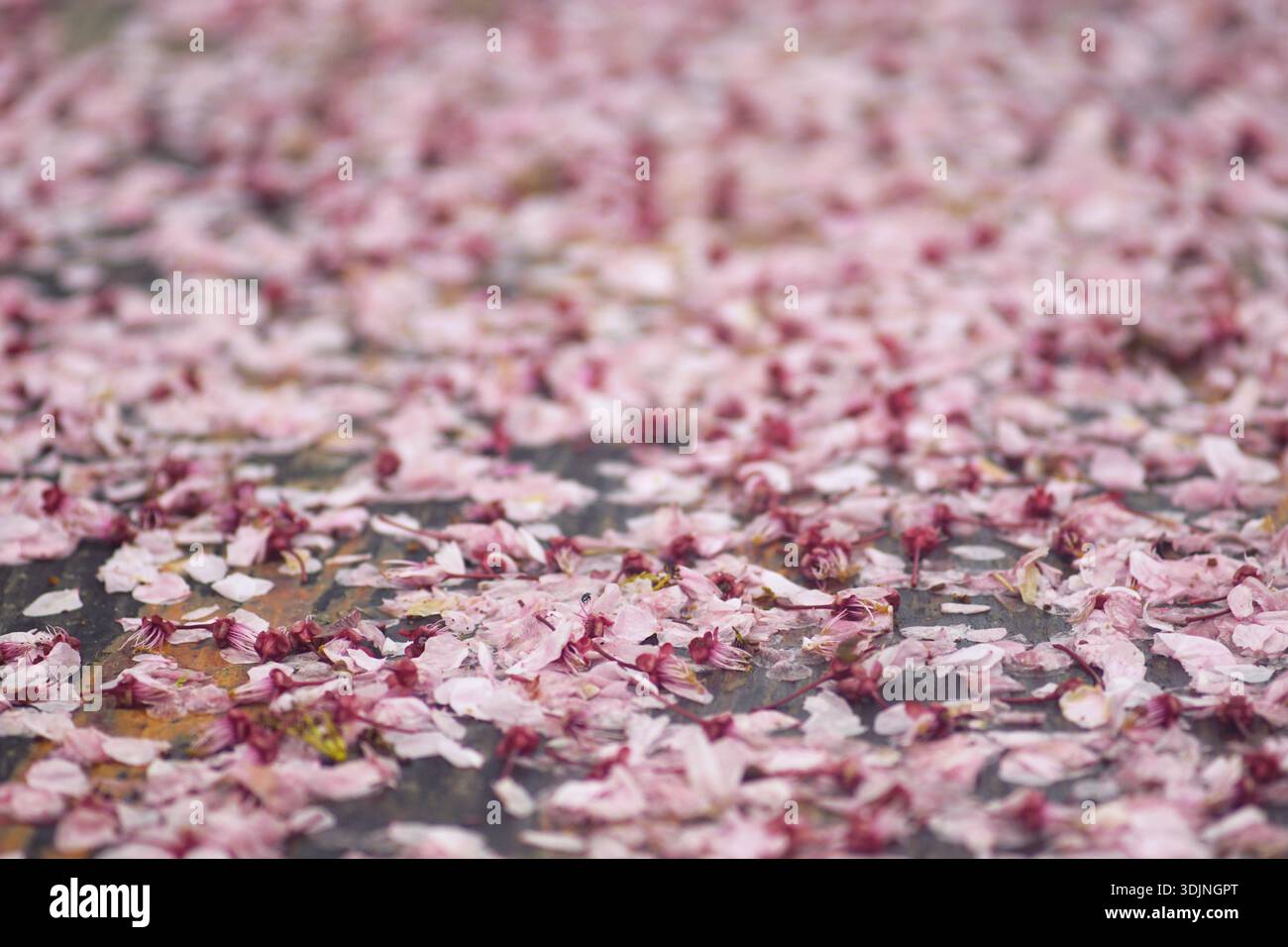 Petali di fiori di ciliegio rosa sparsi su un sentiero grigio. Rappresenta la transitorietà stagionale, l'estetica slow-living e i contenuti per il benessere sensoriale. Foto Stock
