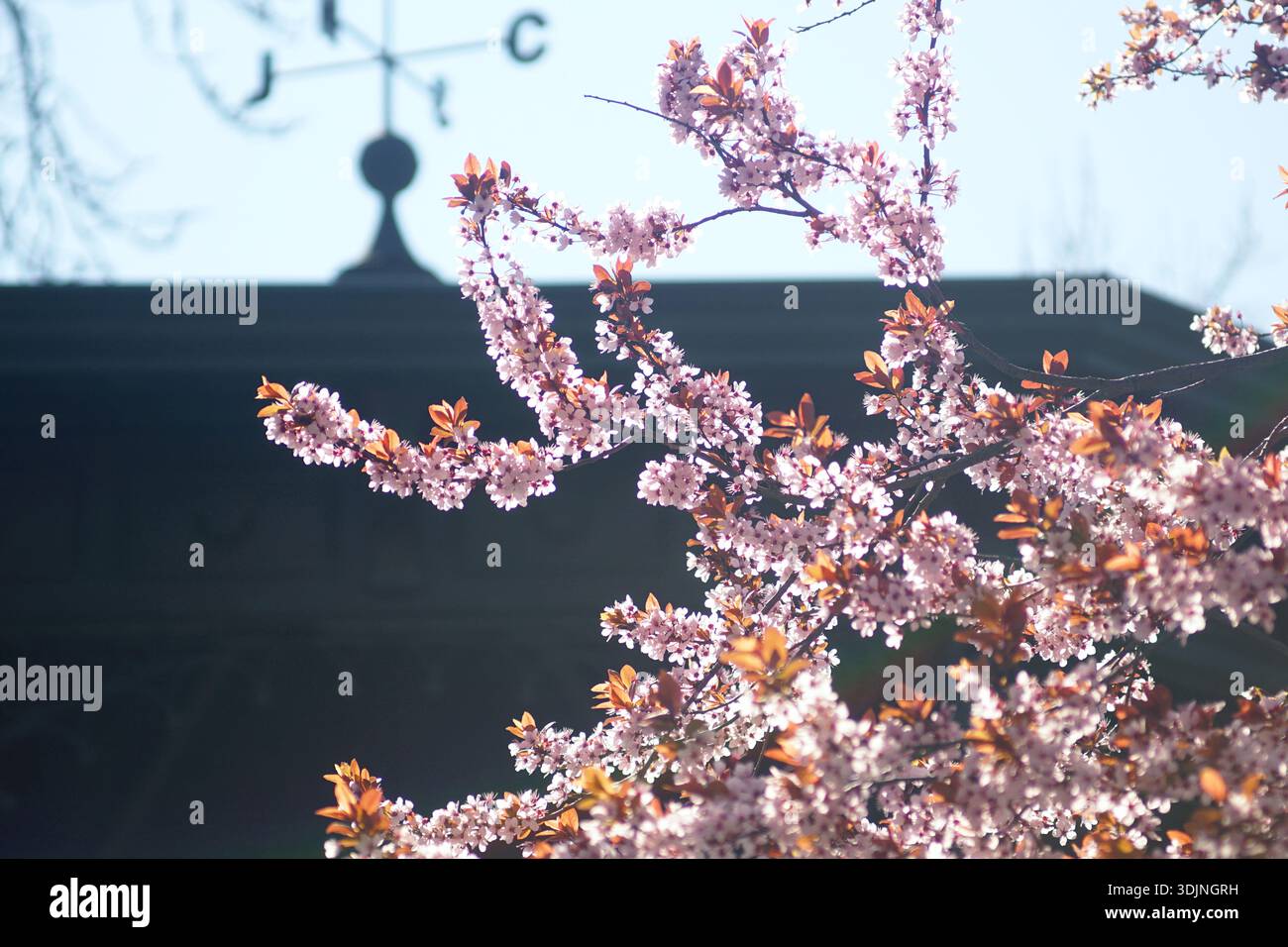 Rami di ciliegio in fiore su sfondo architettonico all'inizio della primavera. Integrazione del verde urbano e armonia di ambienti naturali e costruiti. Foto Stock