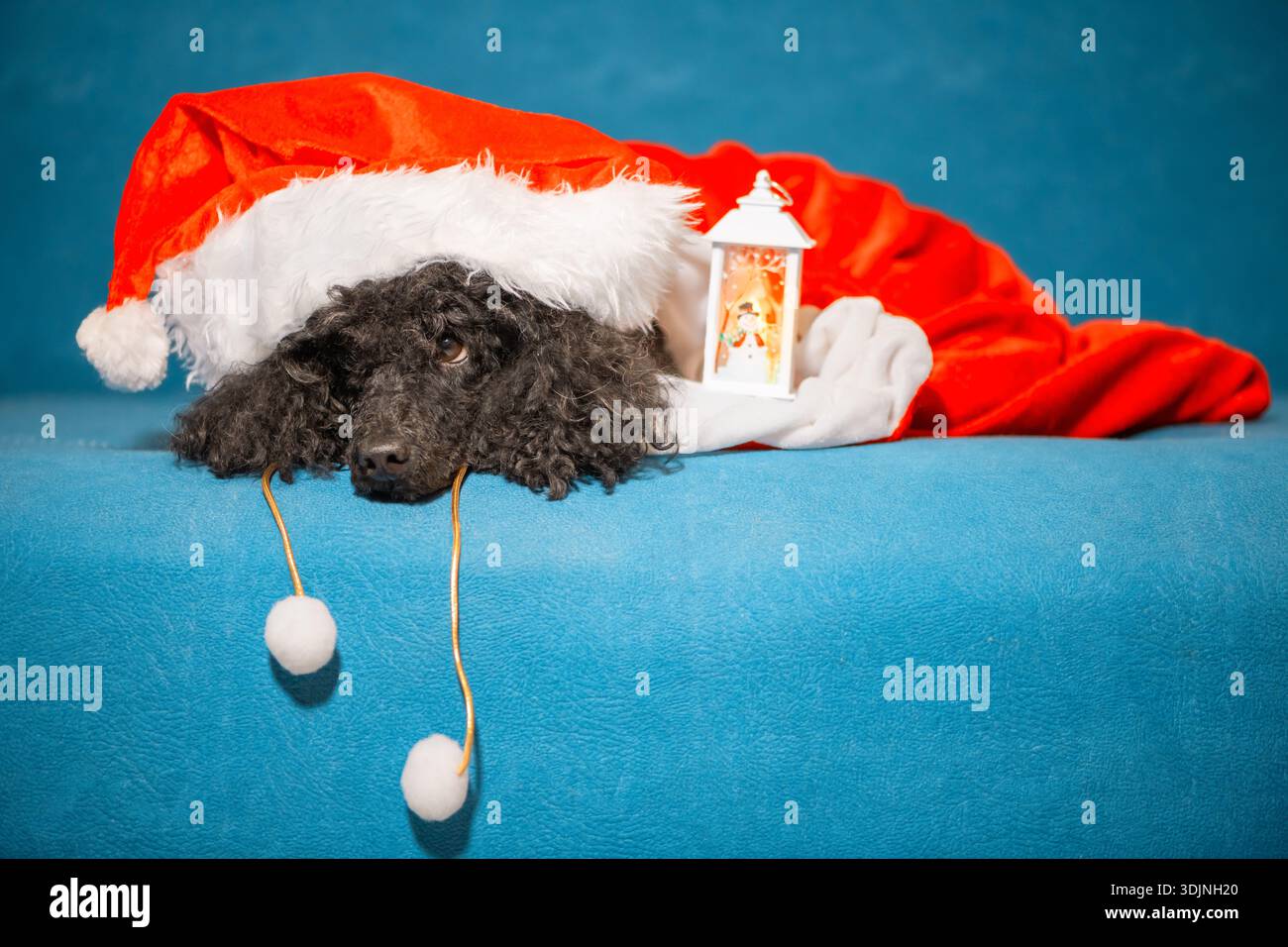 Cane con un cappello rosso di Natale adagiato all'interno di un sacco di Babbo Natale su un divano blu. Concetto - l'animale domestico come regalo di Natale Foto Stock