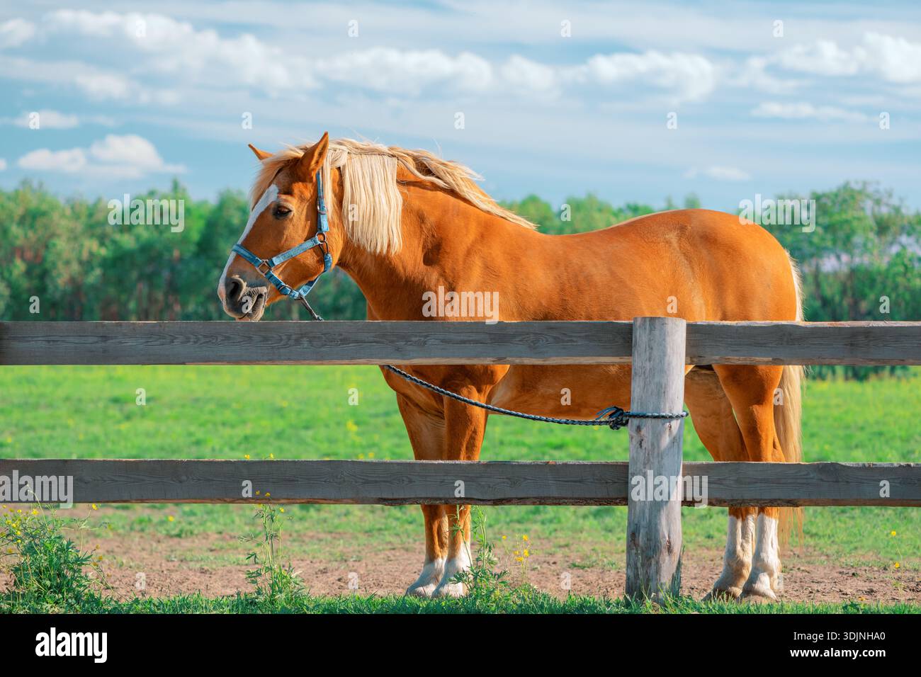 Il cavallo di castagno in una mezza blu è legato a una recinzione di legno con una corda di piombo, vista laterale Foto Stock