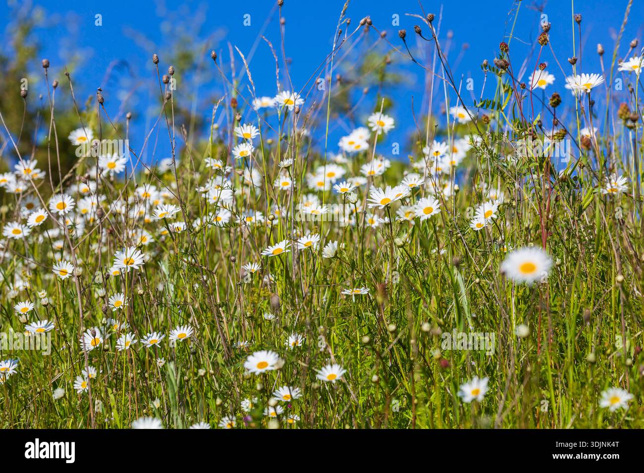 Margeriten Leucanthemum vulgare blühen in der Wiese, Wiesenblumen blühen im Frühling, Sachsen, Deutschland *** Marguerites Leucanthemum vulgare bloomi Foto Stock
