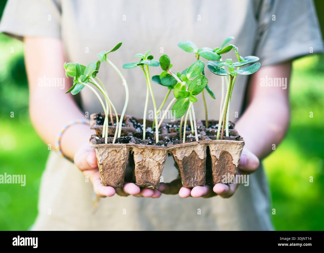 Giovani piantine di girasole con foglie verdi fresche che crescono in vasi compostabili, tenute delicatamente in mano su uno sfondo naturale. Giardinaggio domestico. Foto Stock
