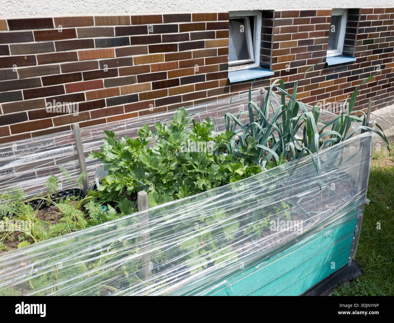 Un letto rialzato da giardino con varie verdure verdi come porri e sedano, protetto da una pellicola di plastica, posto accanto a una parete di mattoni Foto Stock