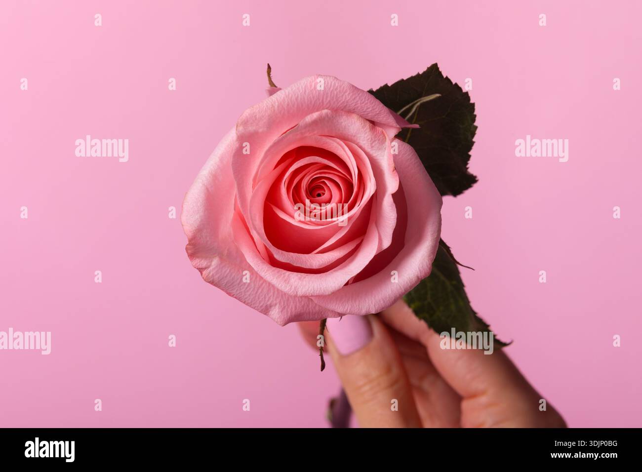 Primo piano di una rosa tenuta a mano su uno sfondo rosa pastello, ideale per temi romantici, floreali o di bellezza. Foto Stock