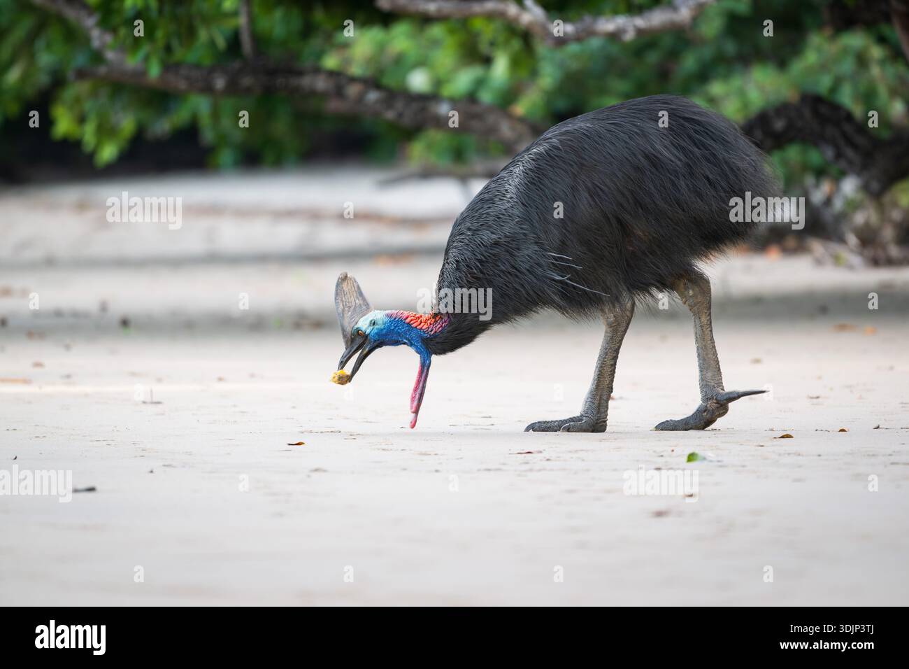 Un singolo cassowary meridionale si piega in avanti per raccogliere delicatamente un frutto preferito, il semi di palma Pandanus, mentre ispeziona il seme con il suo conto. Foto Stock