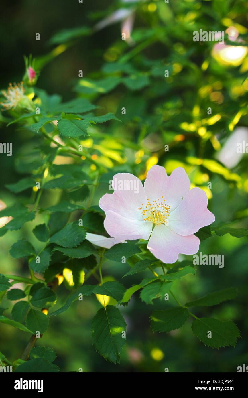 Uno scatto ravvicinato di un delicato fiore rosa con petali morbidi e stampe gialle brillanti, circondato da foglie verdi lussureggianti. L'immagine simboleggia beaut Foto Stock