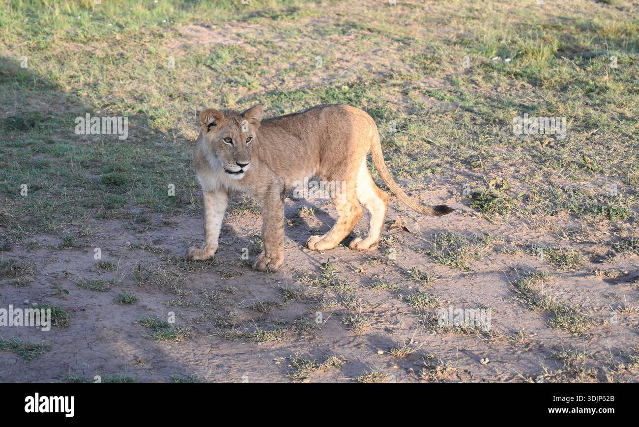 Un cucciolo di leone a Masai Mara Foto Stock