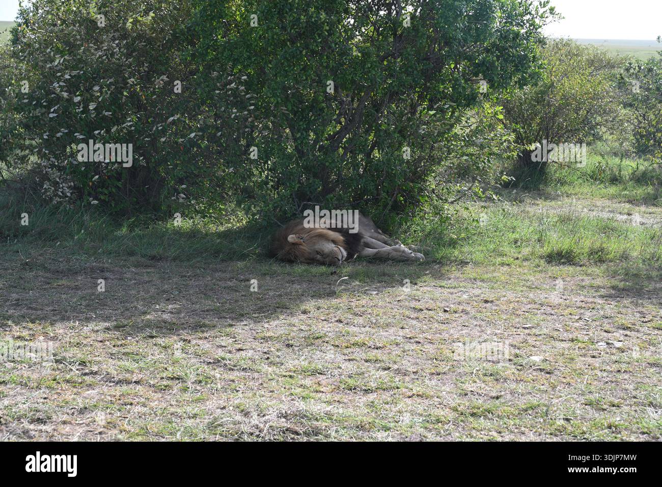 un grande leone maschio dorme all'ombra dopo aver pranzato Foto Stock