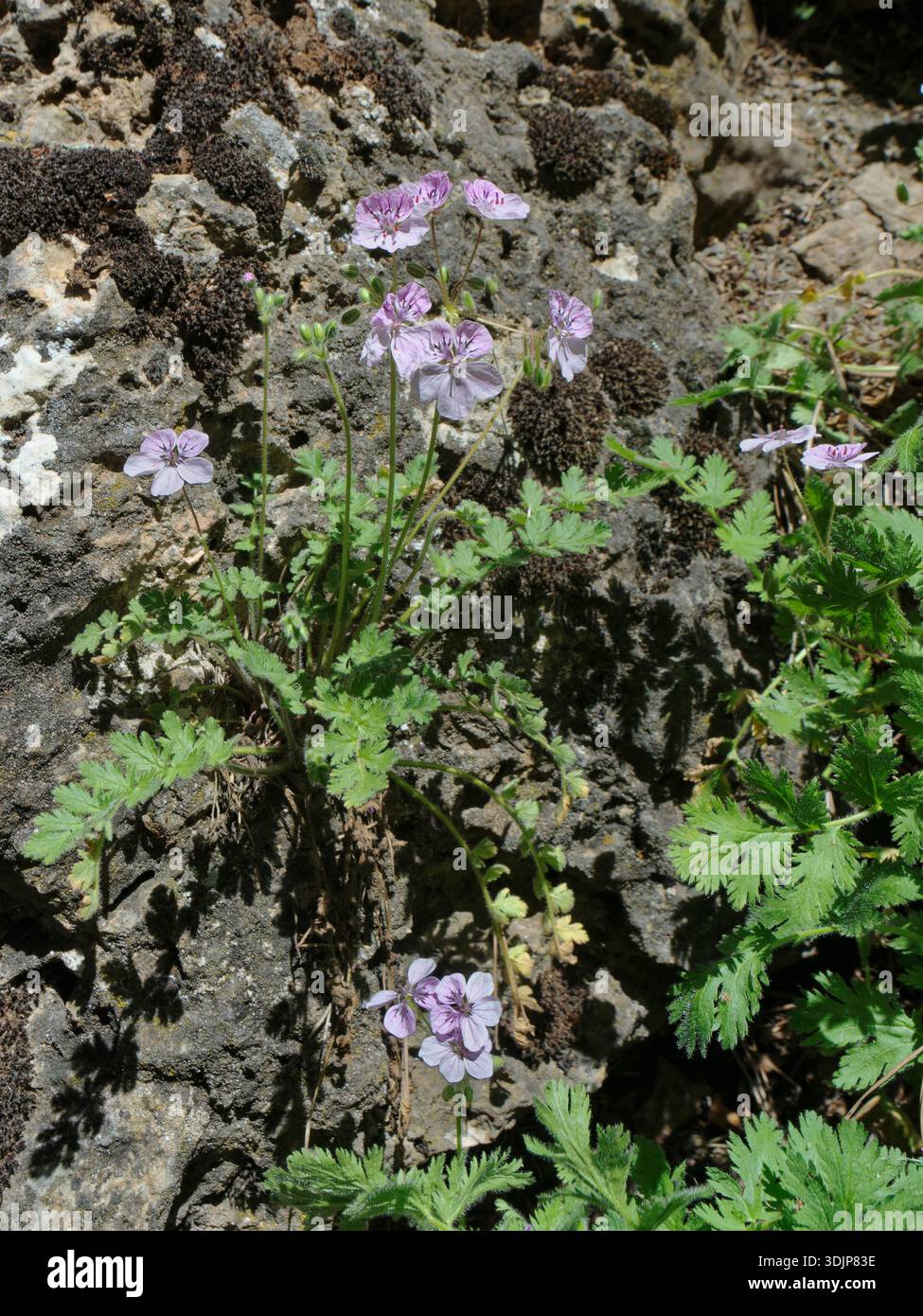 Boissieri storksbill (Erodium boissieri) fiorisce su un pendio roccioso a 2000 m, il Giardino Botanico di Hoya de Pedraza, il Parco Nazionale della Sierra Nevada, Spagna. Foto Stock