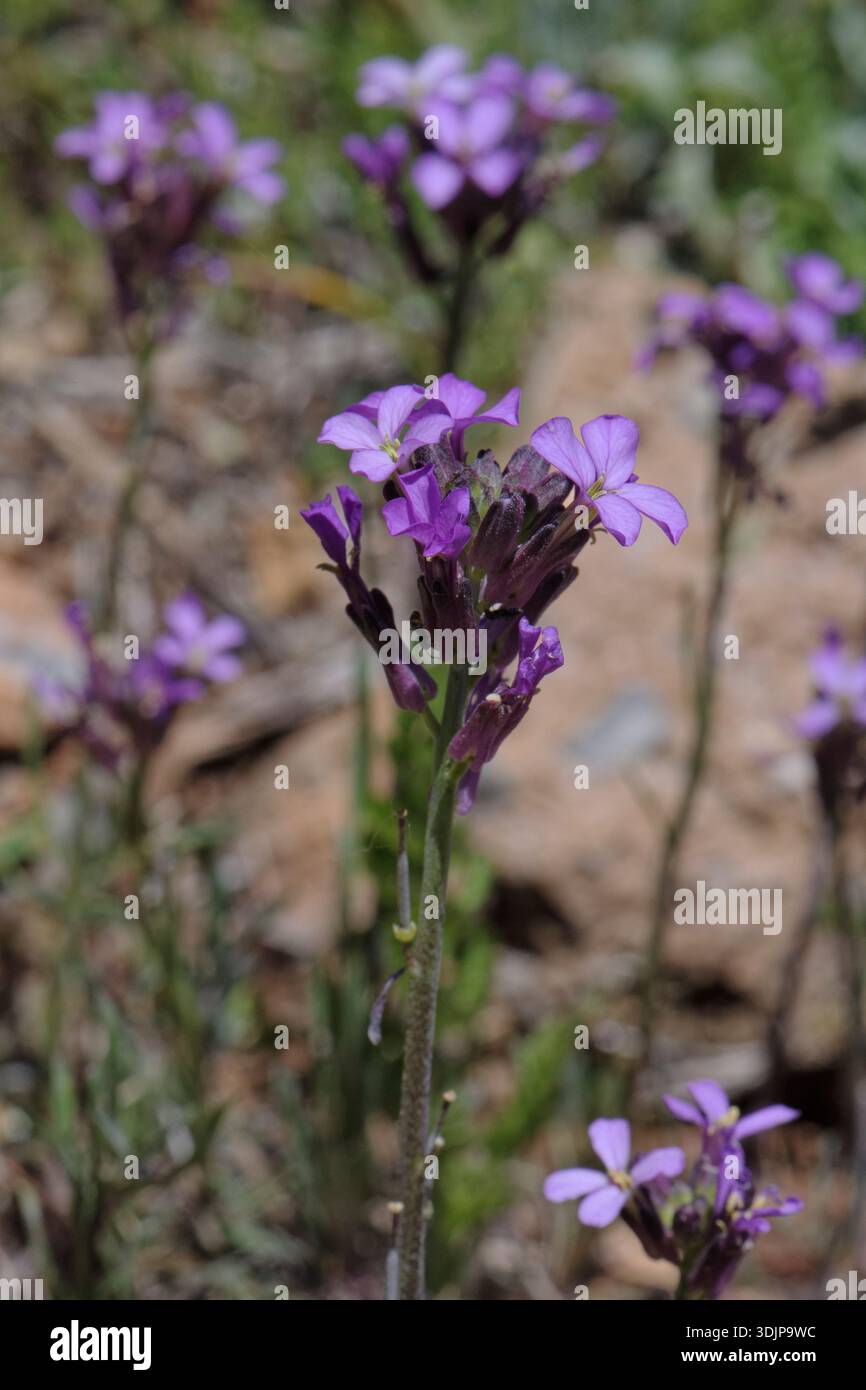 Wallflower / Alheli silvestre (Erysimum popopovii) un raro montano endemico della Spagna meridionale, Hoya de Pedraza Botanical Garden, Sierra Nevada, Granada, Spagna. Foto Stock