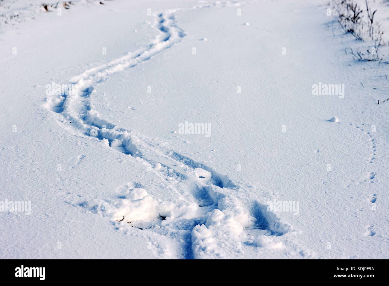 Vista ravvicinata delle orme umane che formano un sentiero a piedi curvo sulla neve fresca in piena luce invernale. Foto Stock