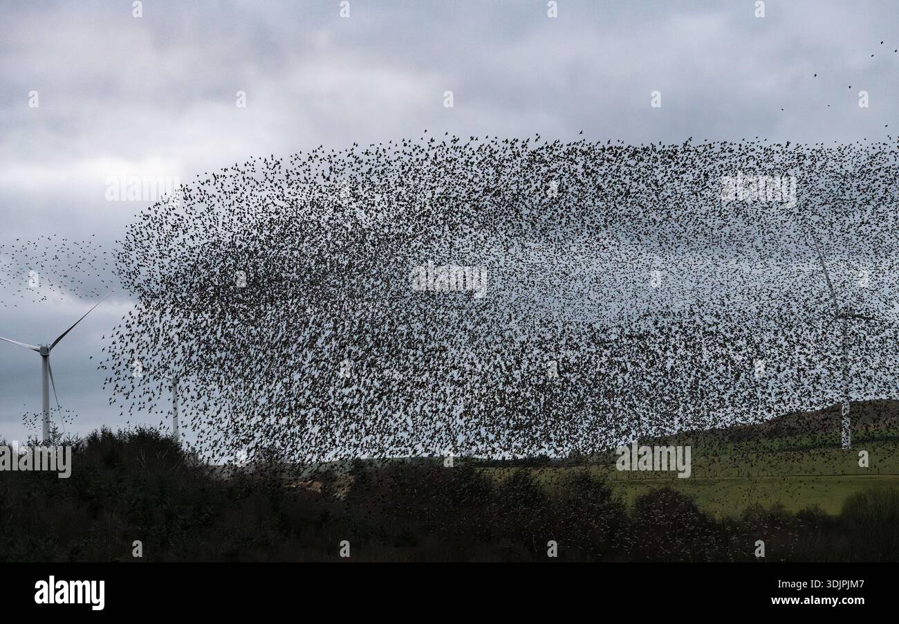 Un enorme stormo o una murazione di stalli che volano verso la loro folla tra le turbine inattive del parco eolico Hendy a Llandegley Rhos nel Galles centrale, Regno Unito Foto Stock