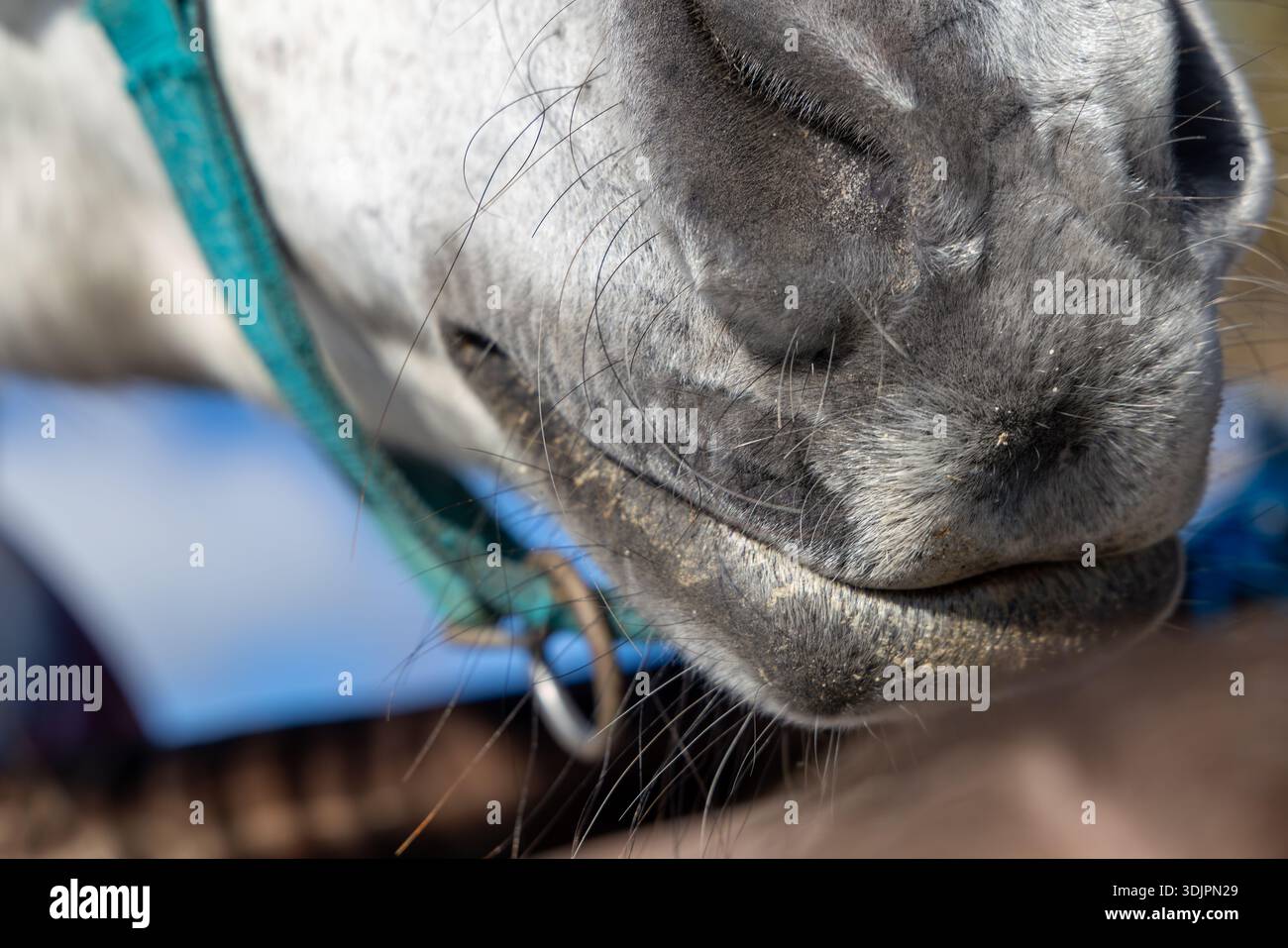 Vista dettagliata del White Horse Snout in campagna Foto Stock