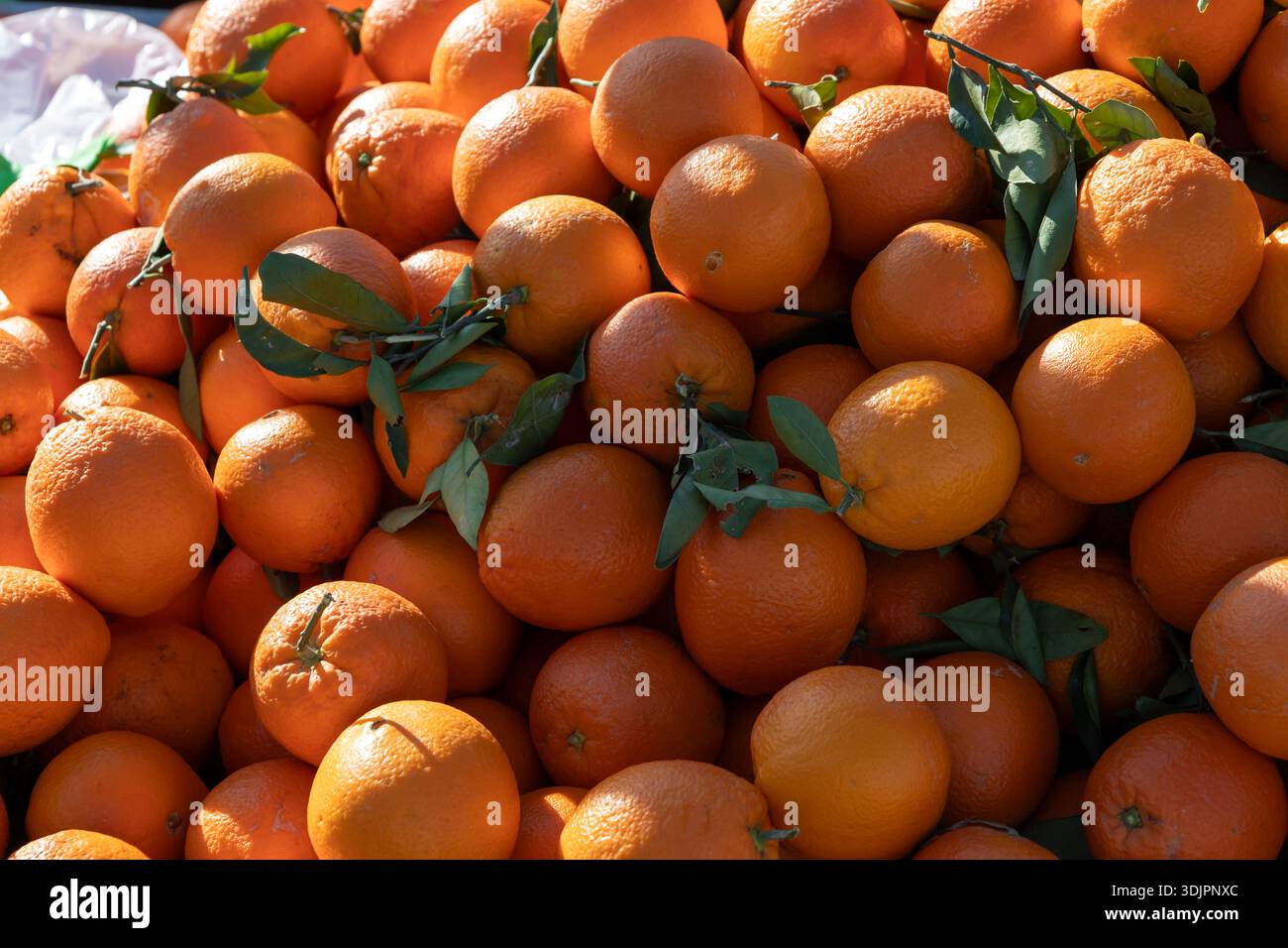 Primo piano di una grande pila di mandarini e mandarini freschi e interi con foglie, appena raccolti e esposti in un vivace bancone del mercato, che mostra circa Foto Stock