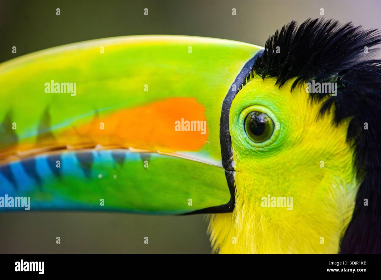 Primo piano della testa di un toucan dai colori sorprendenti. Catturato a Ukumarí Park, Pereira, Risaralda, Colombia. Foto Stock