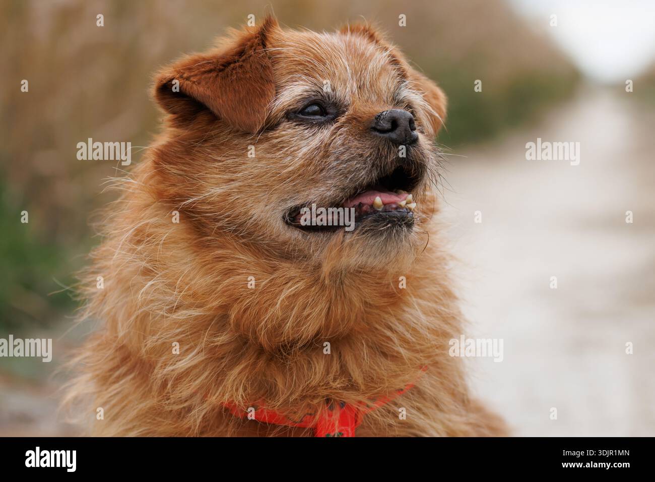 Cane anziano di tredici anni con problemi dentali e un muso incrinato su una strada rurale, Spagna Foto Stock